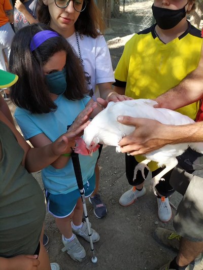 Niña ciega tocando una gallina en la granja