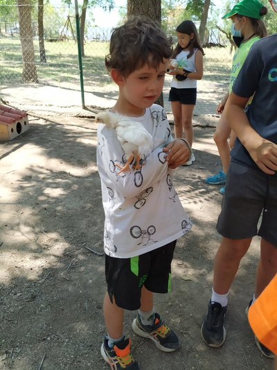 Niño ciego abraza a uno de los pollos en la granja Niño ciego abraza a uno de los pollos en la granja